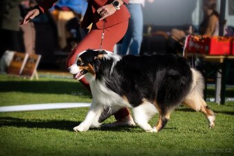 Australský ovčák - krytí s PP - 4