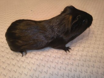 Morče samec daruji - 4