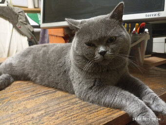 Britský modrý kocour ke krytí - 4