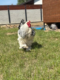Brahmacek 🐓 - 4