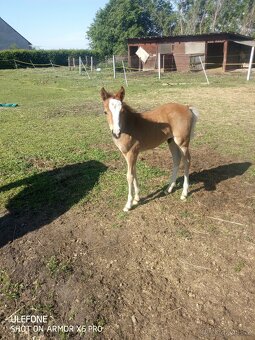 Pony klisna. - 4