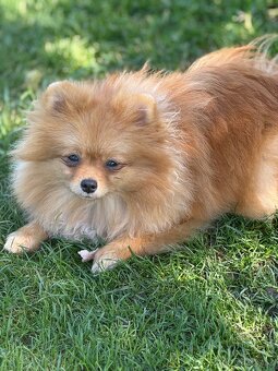 Pomeranian s PP - 4