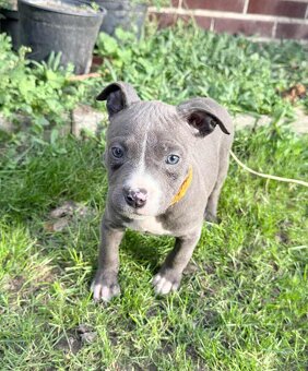 Stafordširsky bulteriér - 4