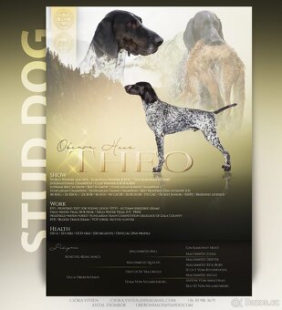 Německý ohař krátkosrstý - 4