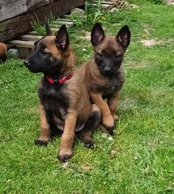 Belgický ovčák Malinois - 4