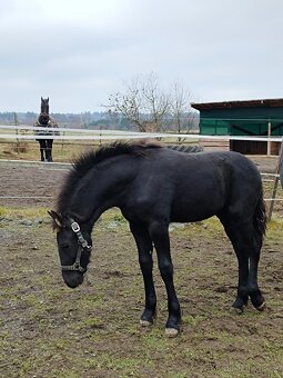 Fríský hřebeček - 4