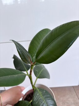 Mini fikus - 4
