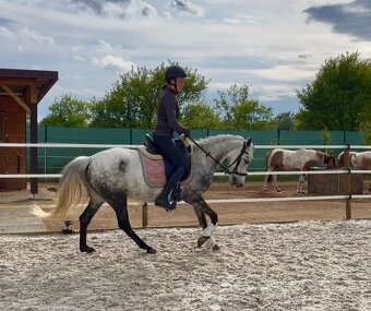 Pony klisna - 4