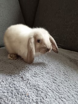 Zakrslý králík šedý beránek kluk - 4