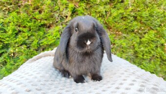 Zakrslý beránek, králíček, králík - PEGGY - 4