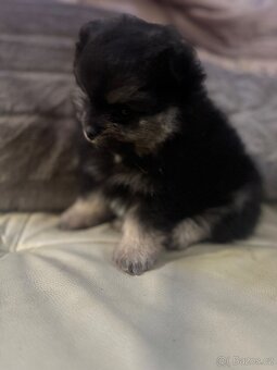 Pomeranian - 4