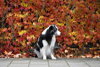 Krycí pes border kolie s PP FCI, nabídka krytí - 4