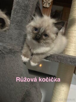 Koťátka Ragdoll - 4