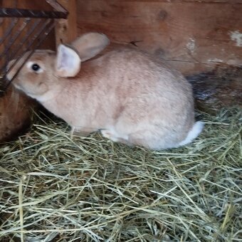 Prodej králíků - 4