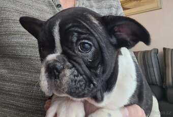 Francouzský buldoček - 4