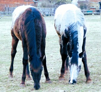 Appaloosa roční klisna - HOMOZYGOT na černou a LP - 4