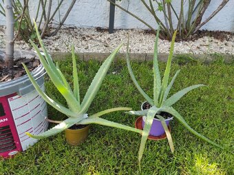 Aloe Vera - 4