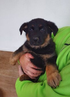 Německý ovčák- štěňata s průkazem původu REX a vlkošedá - 4