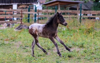 Elegantní minihorse - miniappaloosa hřebeček - 4