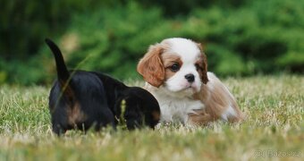 Kavalír King Charles Španěl - pejsek s PP - 4