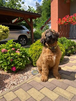 Briard s PP - 4