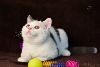 Britský kocourek s PP - 4