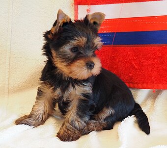 Jorkšírský terier - 4