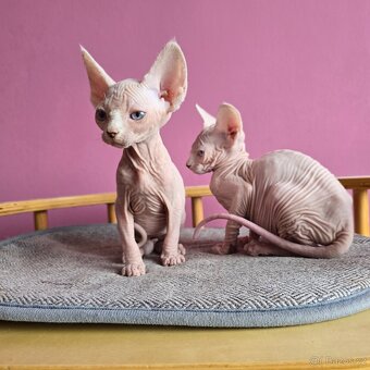 Kanadský sphynx bez PP - 4