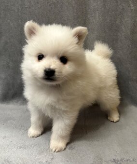 Německý špic s PP - 4