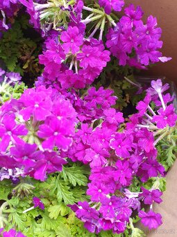 Oxalis plum crazy - 4