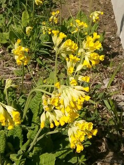 Přebytky ze zahrady - 4