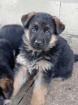 Německý ovčák - 4