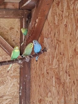 Krásné mladé Andulky - 4