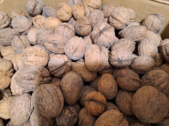 Ořechy vlašské - 4