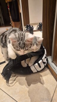 Britská koťátka - 4