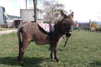 Prodám oslíka - 4