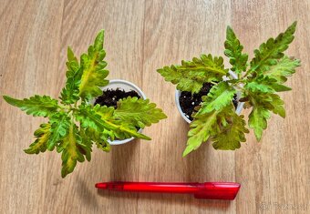 AFRICKÉ OKRASNÉ KOPŘIVY COLEUS - rostlinky - 4