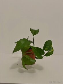 epipremnum aureum šplhavnice zlatá šplhavnik - 4