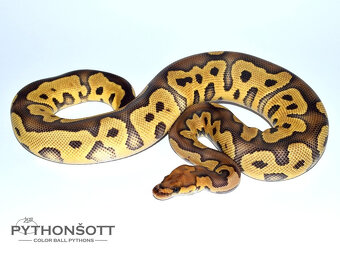 MLÁĎATA KRAJTY KRÁLOVSKÉ (Python regius) - 4