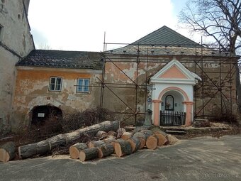 Rizikové kácení, sadařina - 4