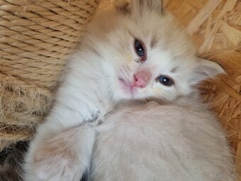 Ragdoll koťátka - 4