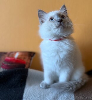 Ragdoll nádnehné koťátko bez PP - 4