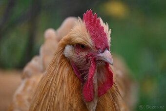 Kohouti orpingtonky - 4