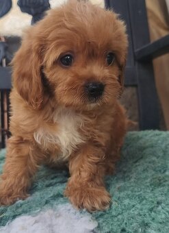Cavapoo pudl kavalir - 4