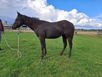 Appaloosa - 4