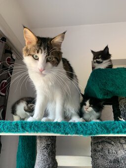 mainská mývalí kočka s PP - koťata - 4