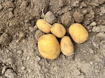 Brambory konzumní - 4