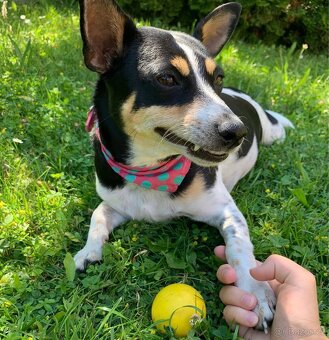 Hledáme fenečku Jack Russell teriéra ❤️ - 4