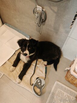 Border kolie fenka "Meggie" - 4