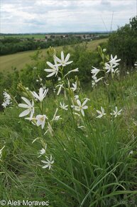 Bělozářka liliovitá - Anthericum liliago 150 semen 50 Kč - 4